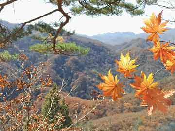 揭秘劉伯溫精準(zhǔn)一肖一碼的特點(diǎn)，揭秘劉伯溫精準(zhǔn)預(yù)測(cè)一肖一碼的特點(diǎn)