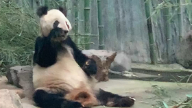 北京動物園門票價格詳解，北京動物園門票價格全面解析