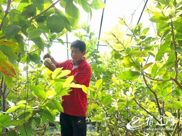 番石榴的功效與作用，揭示其健康益處，番石榴的健康益處，功效與作用全解析