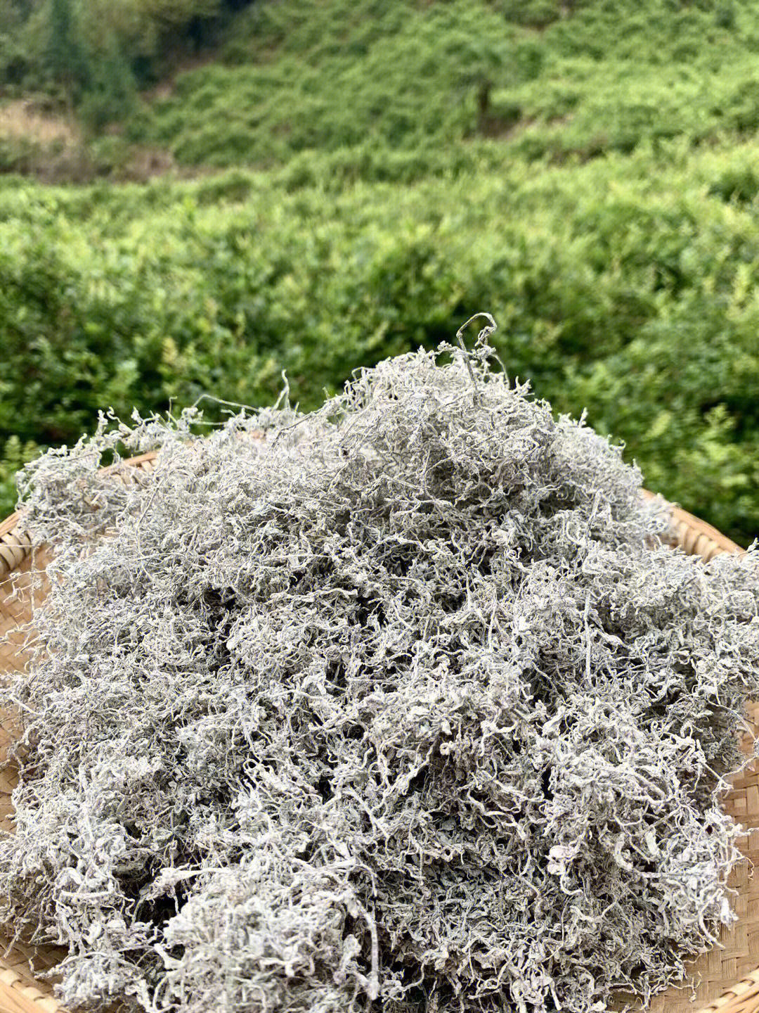 莓茶，功效、作用及食用方法詳解，莓茶，功效、作用與食用方法全面解析