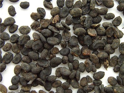 補骨脂，揭示其功效與作用，補骨脂，深入解析其功效與作用