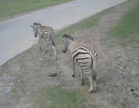 上海動物園門票價格詳解，上海動物園門票價格全面解析