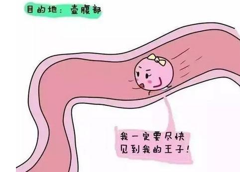 關(guān)于先排卵還是先白帶拉絲，深度解析女性生理周期中的奧秘，女性生理周期揭秘，先排卵還是白帶拉絲？深度解析其奧秘