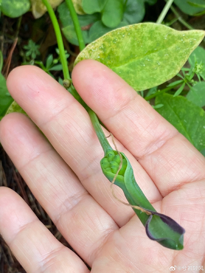 莖皮里有個(gè)像小米粒一樣的東西，探索與解析，莖皮內(nèi)小米粒狀物質(zhì)，探索與解析