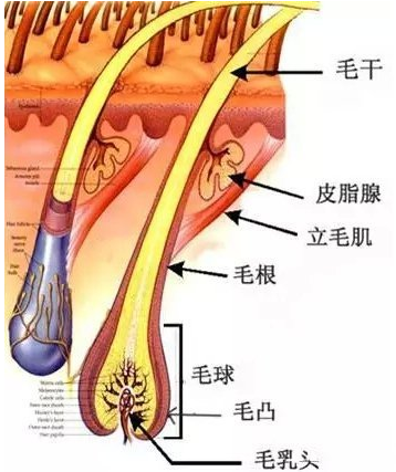 毛囊檢測(cè)需要多少錢？全面解析毛囊檢測(cè)費(fèi)用因素，毛囊檢測(cè)費(fèi)用全面解析，價(jià)格因素與所需費(fèi)用探討