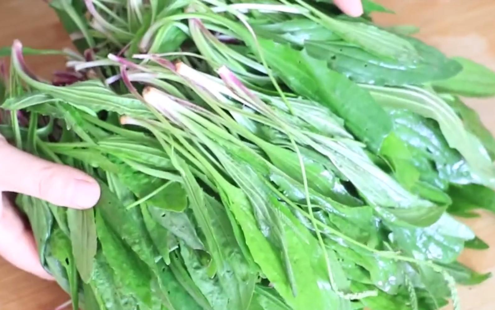車前草泡水喝的功效，揭示古老草本植物的神奇益處，車前草泡水喝的神奇妙用與益處探索
