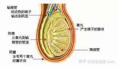 30歲攝入睪丸酮后身體發(fā)生的顯著變化，30歲攝入睪丸酮，身體顯著變化的探究