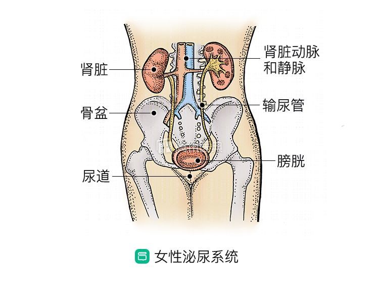 女性尿路感染藥物治療指南，了解癥狀，選擇正確藥物，女性尿路感染藥物治療全攻略，癥狀解析與藥物選擇指南