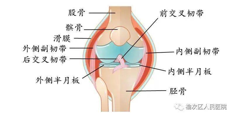 膝蓋疼痛部位對照表，識別疼痛源頭，有效緩解膝蓋不適，膝蓋疼痛部位對照表，識別疼痛源頭，膝蓋不適有效緩解方法