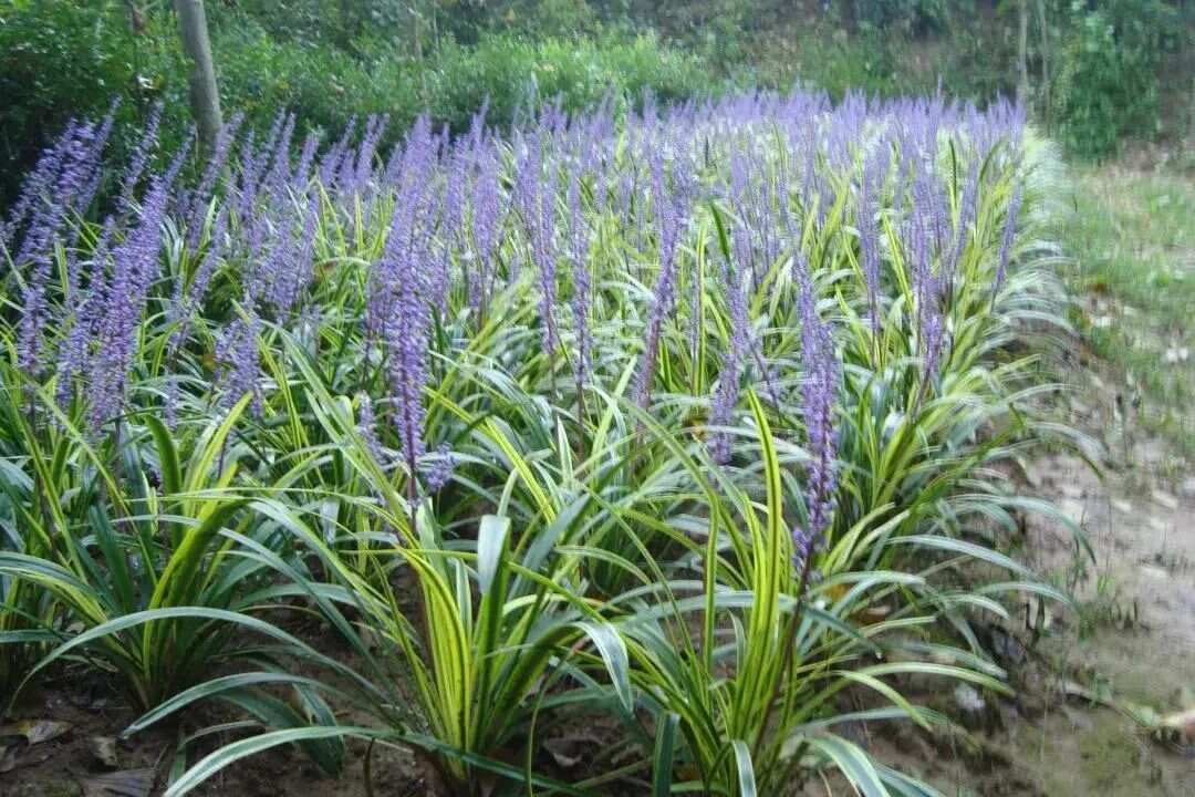 麥冬圖片，探尋美麗植物的藝術(shù)與藥用價(jià)值，麥冬圖片，探尋美麗植物的藝術(shù)與藥用價(jià)值之旅