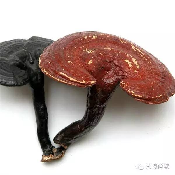 靈芝是否能夠幫助提高男性性功能，深入解析與探討，靈芝對男性性功能的影響，深入解析與探討
