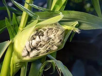 男人蛋蛋里摸到一個小疙瘩，原因、關(guān)注與處理方法，男人蛋蛋里的小疙瘩，原因、關(guān)注及處理方法
