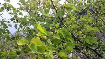 小便時(shí)尿出淡紅色是怎么回事，原因解析與應(yīng)對(duì)措施，小便出現(xiàn)淡紅色，原因解析及應(yīng)對(duì)措施