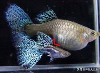 如何判斷自己是否懷孕，全面解析懷孕的跡象與癥狀，全面解析，如何判斷自己是否懷孕的癥狀與跡象