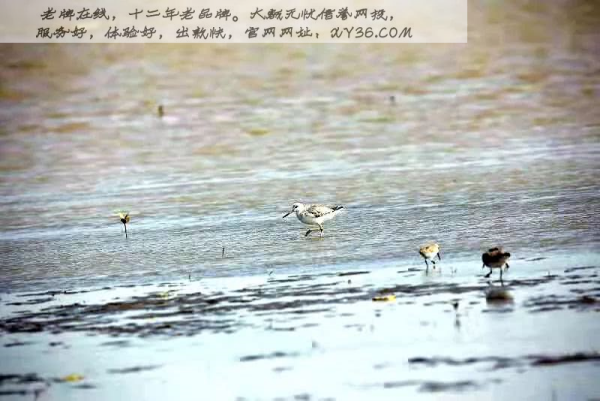 王中王劉伯溫一肖，神秘人物與傳奇故事，劉伯溫傳奇故事，神秘人物揭示一肖之謎