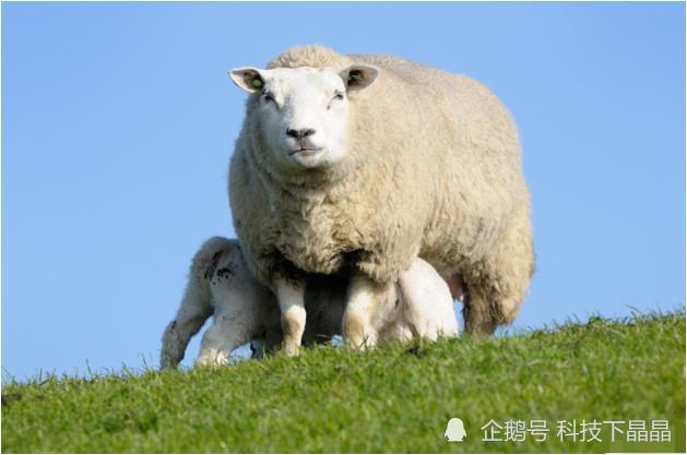 澳門出羊下期必開一肖，揭秘生肖彩票的奧秘與策略，揭秘生肖彩票奧秘，澳門出羊后必開一肖策略探討