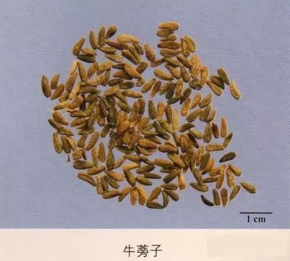牛蒡子的功效與作用，深入了解藥用價值，牛蒡子的藥用價值，功效與作用詳解