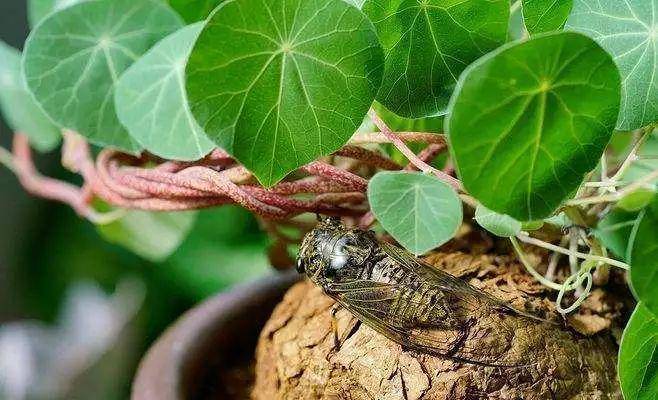 王中王平特一肖盆底下，深度解析與SEO優(yōu)化策略，王中王平特一肖盆底下深度解析與SEO優(yōu)化策略探討