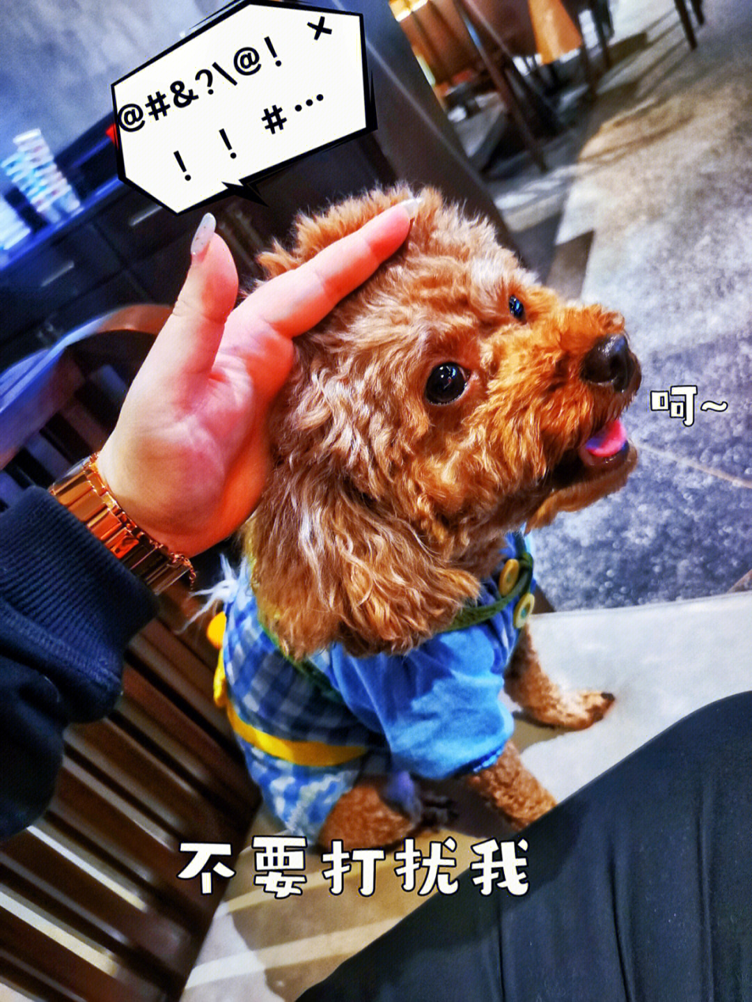 被自己家狗狗親密接觸，一種獨(dú)特的體驗(yàn)與理解，與狗狗的親密接觸，獨(dú)特的體驗(yàn)與感悟
