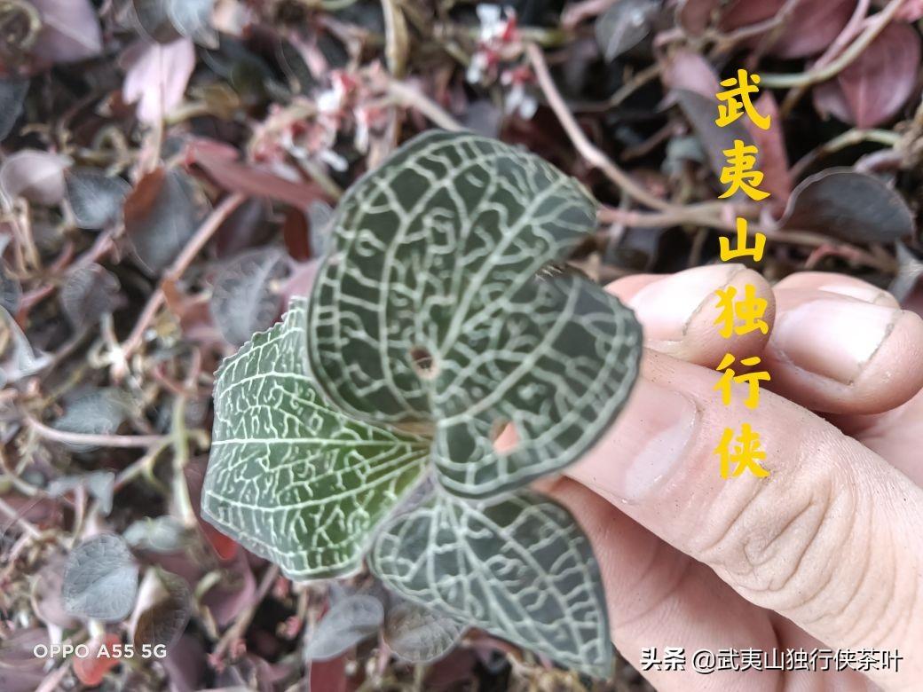 金線蓮，神奇的功效與作用——深入了解金線蓮的保健價值，金線蓮的神奇功效與保健價值深度解析