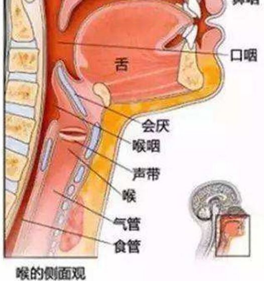 喉嚨痛變好的三個過程，了解、應對與恢復，喉嚨痛恢復三部曲，了解、應對與恢復之道