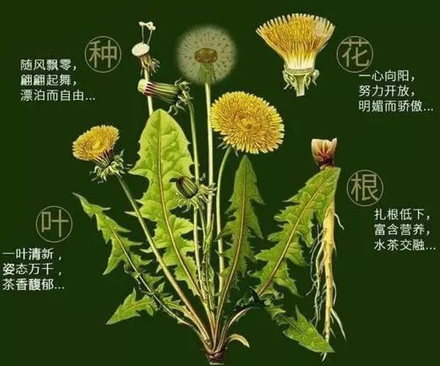 蒲公英的十大功效與作用，深入了解自然草本的力量，蒲公英的神奇力量，十大功效與作用深度解析