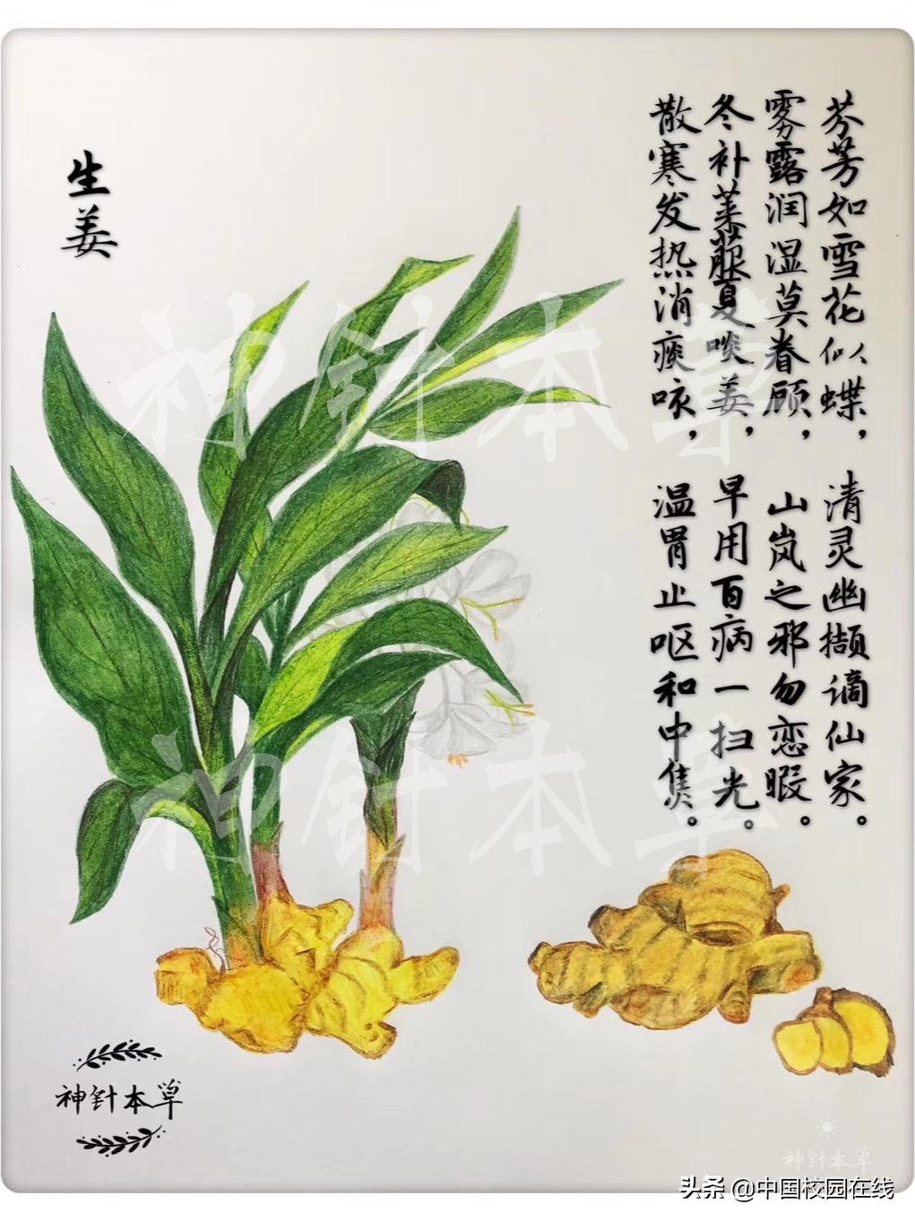 中草藥大全，探索古老而神奇的醫(yī)藥世界，中草藥大全，探索古老神秘的醫(yī)藥世界