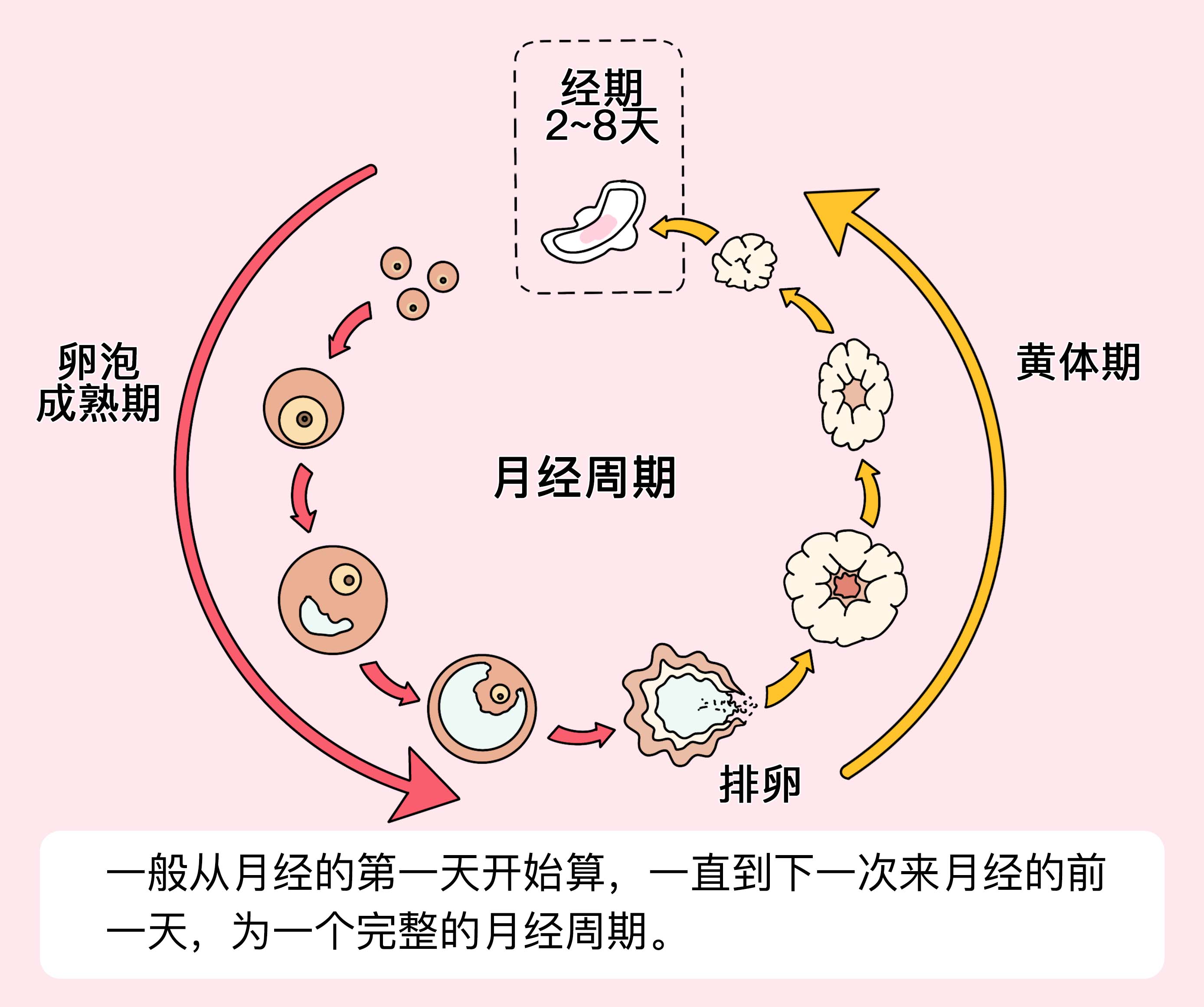 月經(jīng)周期，探索背后的秘密與如何優(yōu)化SEO策略，月經(jīng)周期背后的秘密與SEO策略優(yōu)化之道