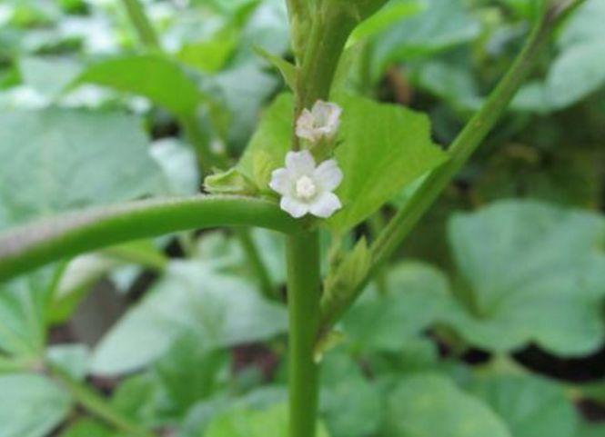 婦科炎癥最怕的三種野菜，一種健康的新選擇，婦科炎癥的天然克星，三種野菜成健康新寵