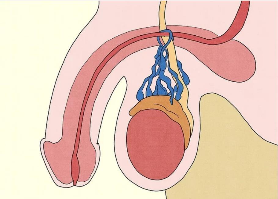 男性健康，不容忽視的重要性與全方位關(guān)注，男性健康，全方位關(guān)注與不容忽視的重要性