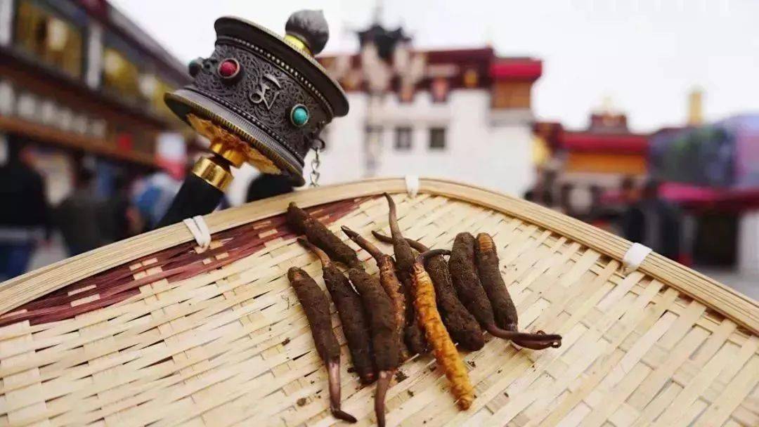 每天吃一根蟲(chóng)草一年后，身體會(huì)有怎樣的變化？，每日一根蟲(chóng)草，一年后身體變化探究